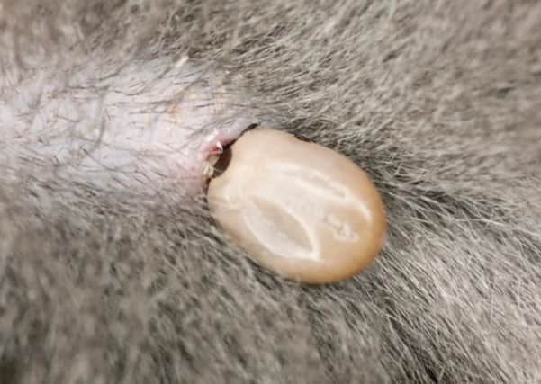 Watch out for ticks on your pet dog. Photo: mypetonline.co.uk