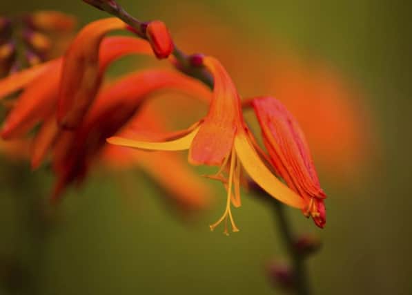 A Generic Photo of crocosmia flowers. See PA Feature GARDENING Walkden. Picture credit should read: PA Photo/thinkstockphotos. WARNING: This picture must only be used to accompany PA Feature GARDENING Walkden.