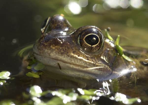 Common frog Rana temporaria, in garden pond, Kent. March.