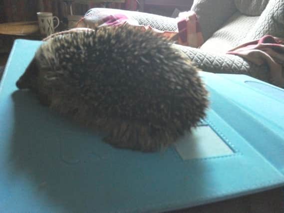Hedgehog Greta took in on Sunday...unfortunately it was too weak to survive