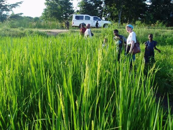 A rice field in Malawi.