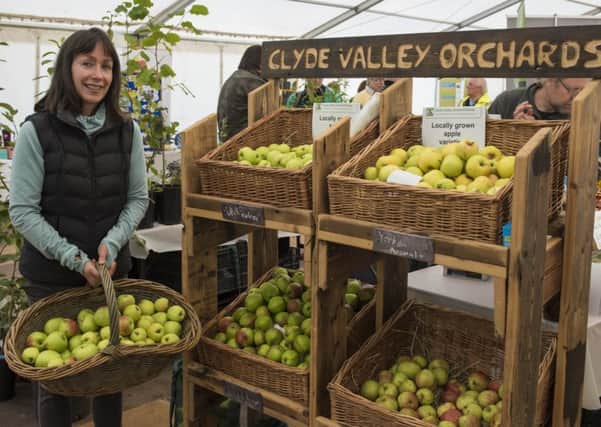 Apples galore at Clyde Valley Fruit Day at Overton Farm  (Picture by Sarah Peters)