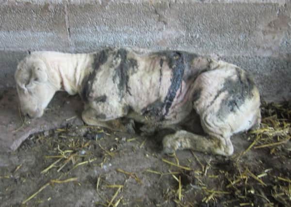 Ewe was found with numerous deep cuts  (Picture from SSPCA)