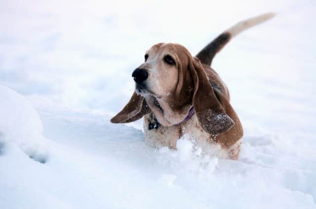 Dogs still enjoy winter weather but do need a little extra care.