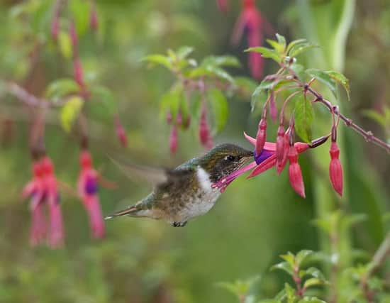 A female volcano hummingbird feeding on Fuchsia magellanica, in a Costa Rican garden, taken from Pollination Power by Heather Angel, published by Kew.