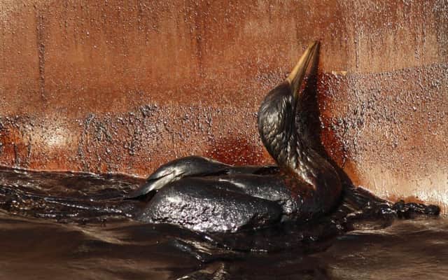 An oil soaked bird struggling against the side of the HOS, an Iron Horse supply vessel at the site of the Deepwater Horizon oil spill in the Gulf of Mexico off the coast of Louisiana.