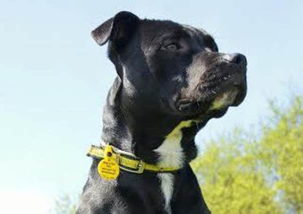 Could you give a black dog a home?