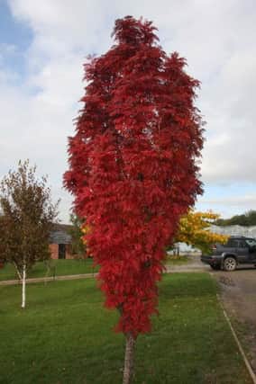 The Sorbus Autumn Spire.