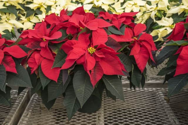 Red and Creamed Colored Potted Poinsettias. See PA Feature GARDENING Houseplants. Picture credit should read: PA Photo/thinkstockphotos. WARNING: This picture must only be used to accompany PA Feature GARDENING Houseplants.