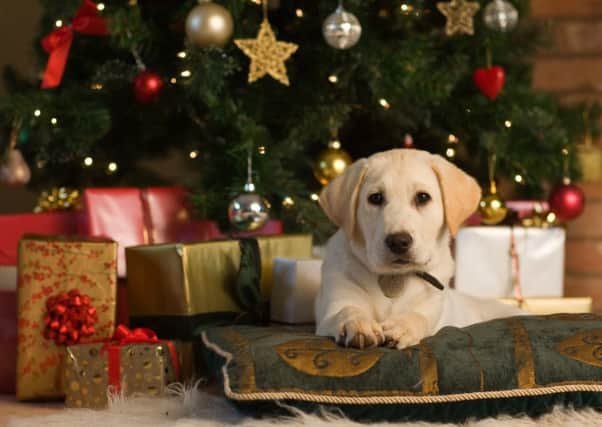 Support for a guide dog is not just for Christmas but is a year-round necessity.