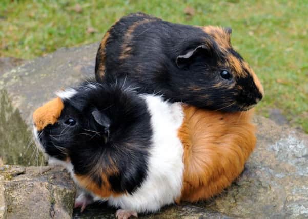 Guinea pigs are vulnerable to the cold temperatures