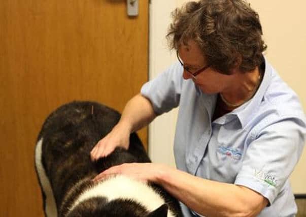 Clydesdale vet Mirjam Coert provides physiotherapy for old animals, or those recovering from surgery
