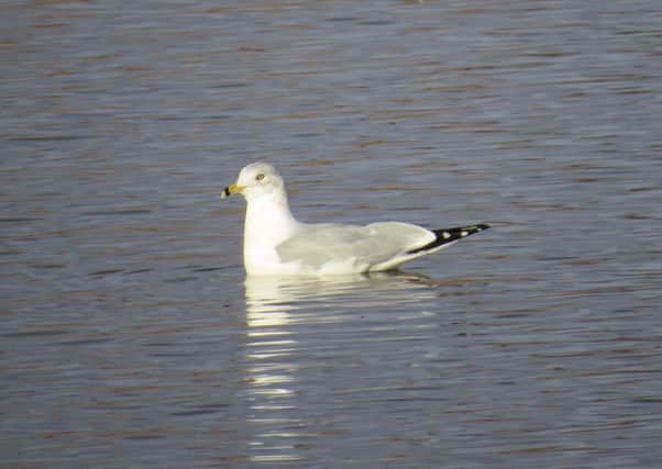 John Nadin photographed the Ring-billed Gull on Strathclyde Loch.