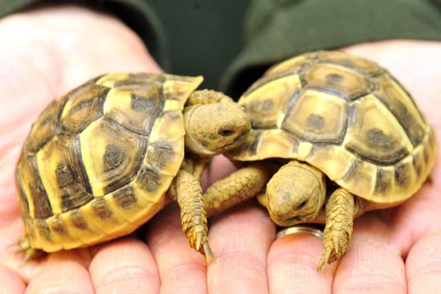 Creature Comforts, Milngavie.
Hermann's tortoises.