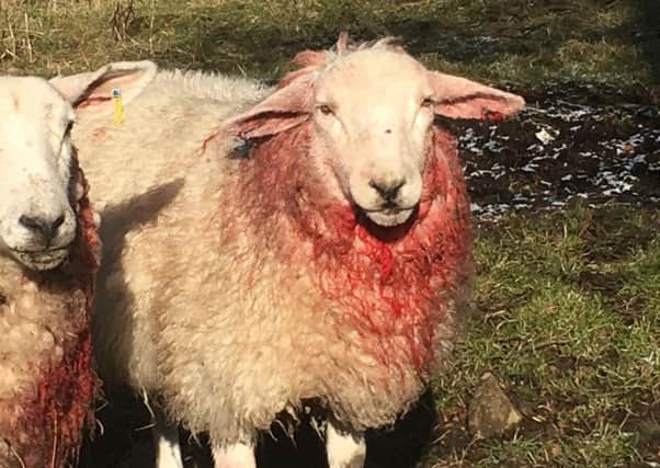 Sheep injured in dog attack on Clydesdale farm,