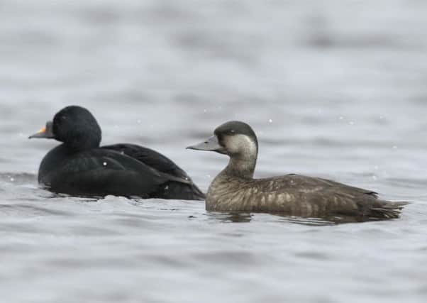 The common scoter's numbers are dwindling. Photo: Andy Hay/RSPB