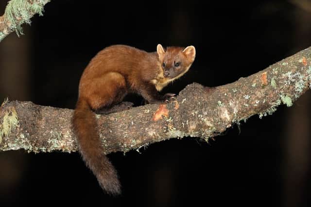 Pine martins' habitat could be saved if funding can be secured