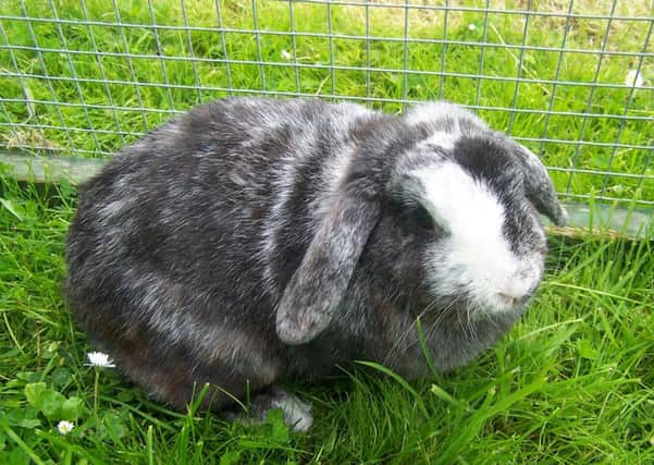 Support Adoption For Pets wants people to think carefully before adopting a rabbit.