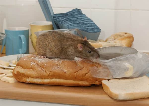 Rats are among the pests North Lanarkshire Councill will deal with