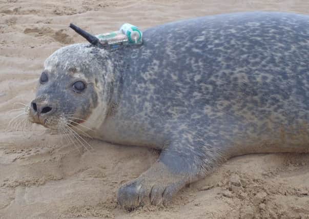 Scientists are using smartphone technology to research the decline in harbour seals off Orkney.