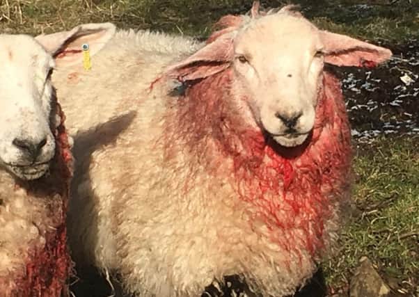 Surviving sheep after dog attack in Carluke earlier this month. Two were killed outright.