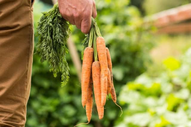 Homegrown carrots.