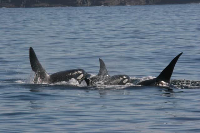 Hebridean whales and dolphin  Credit: Nienke van Geel, Hebridean Whale and Dolphin Trust.