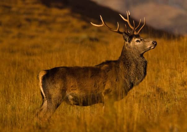 Red deer features in a new interactive ebook launched by VisitScotland
