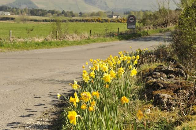 Daffodils stolen at Mugdock.