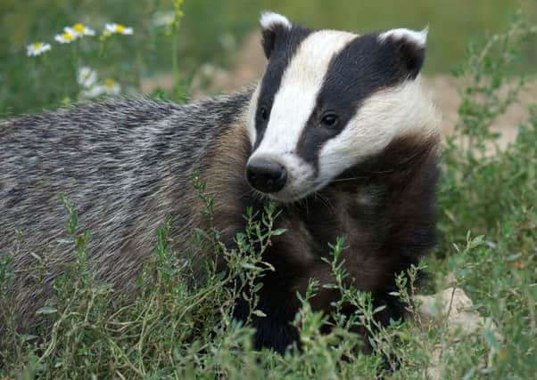 A dead badger was found in a field next to Meadowhead Road