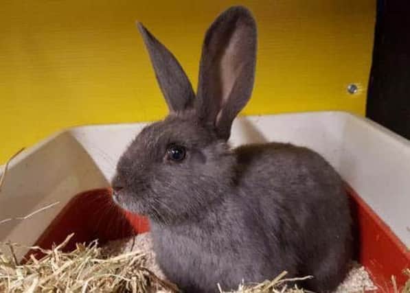 Appeal for help to find owners of a rabbit found in Milngavie