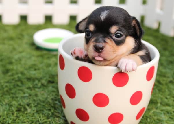 A nationwide search has been launched to find the best dog-friendly places to eat.