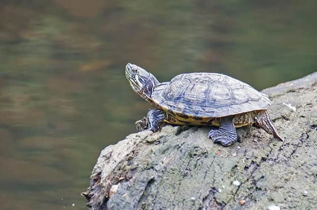 This terrapin was spotted in a river in Lennoxtown