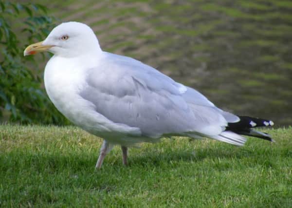 A member of Rothesay's ever-growing population of seagulls seen in the grounds of Rothesay Castle.