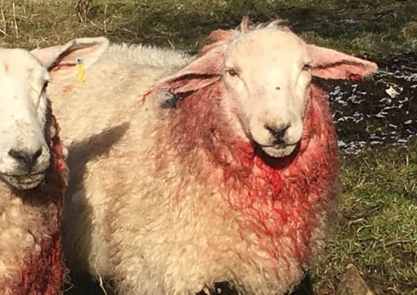 Sheep injured in a dog attack in Clydesdale earlier this year