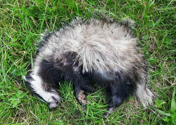 The dead badger found in New Stevenston. Pic: SSPCA.