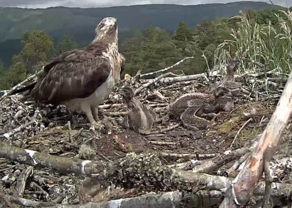 Visitors to the Lodge Forest Visitor Centre in Aberfoyle are in for a special treat with the arrival of three healthy osprey chicks. Credit: Forest Enterprise Scotland.