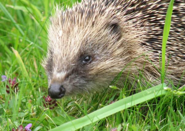 The petition is calling for hedgehogs to be made a protected species.