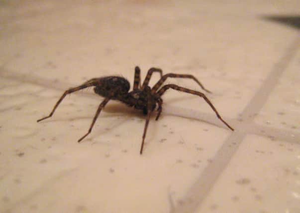 British people remove creepy crawlies in a number of different ways, according to new research.