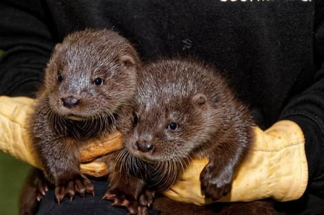 These two orphaned otter cubs were found on a flooded river bank in the Borders and cared for by the SSPCA.