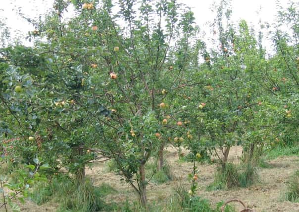 Apple harvest (Pic Janice Clelland)