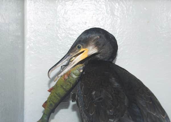 The cormorant was found with the hook, including a large artificial fish, stuck in its beak.