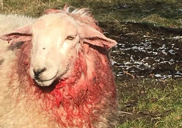 This sheep was injured in an earlier dog attack on another farm.