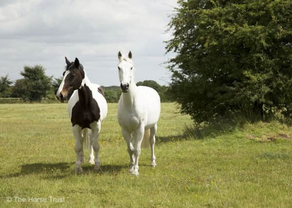 Kilsyth (right) and Mull are now with The Horse Trust in Buckinghamshire