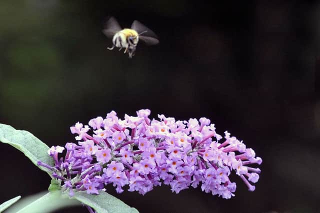 A bee lands on a flower in Kirkintilloch Town Centre