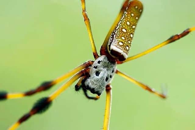 Brazilian wandering spider aka the Banana spider or Armed spider. Photo: Bananovyi Pauk