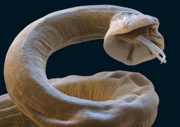 Cases of lungworm are on the increase.