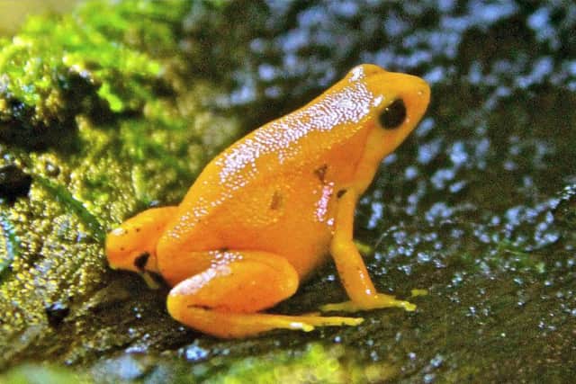 Golden Mantella frog.