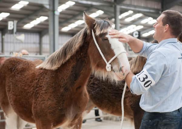 Clydesdale Foal Show is returning to Lanark Agricultural Centre later this month (Pic by Sarah Peters)