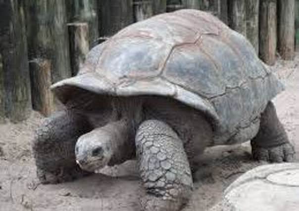 Advice offered to make sure your tortoise is kept in good health.